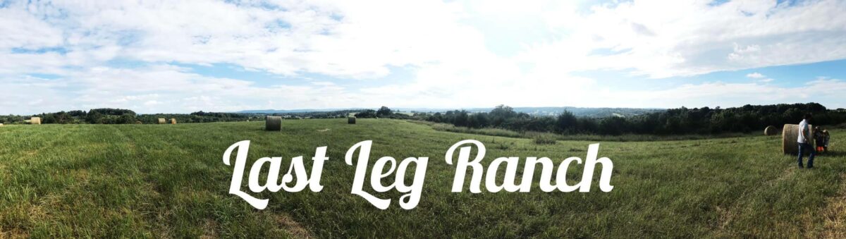 Last Leg Ranch website header image. Pasture with cows on it.
